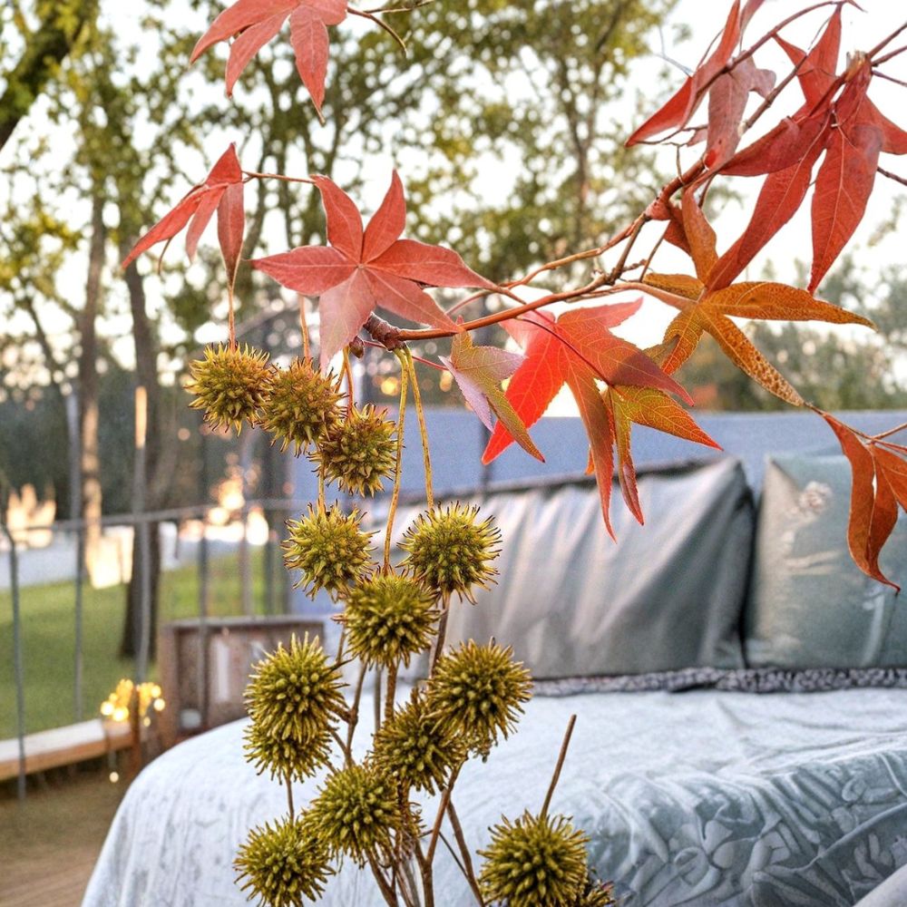 American Sweetgum Tree – Liquidambar styraciflua Bare Root Live Starter | 12–24 Inch Native Shade Tree | Brilliant Fall Color