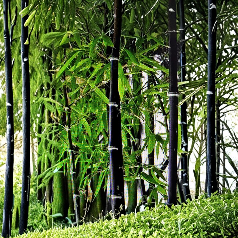 Black Bamboo – 1 Fresh Live Rhizome | Phyllostachys nigra | Bare Root Bamboo | Exotic Privacy Hedge & Landscape Plant