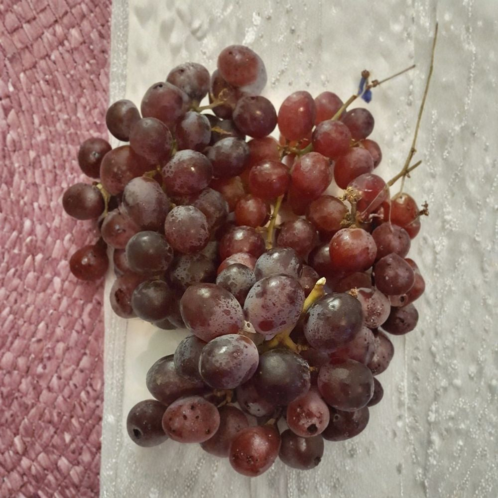 Vanessa Red Seedless Grape Vine – Vitis vinifera Live Plant | 3 Gallon Vine | Sweet Red Seedless Grapes | Self-Fertile Fruit Vine | Easy to Grow