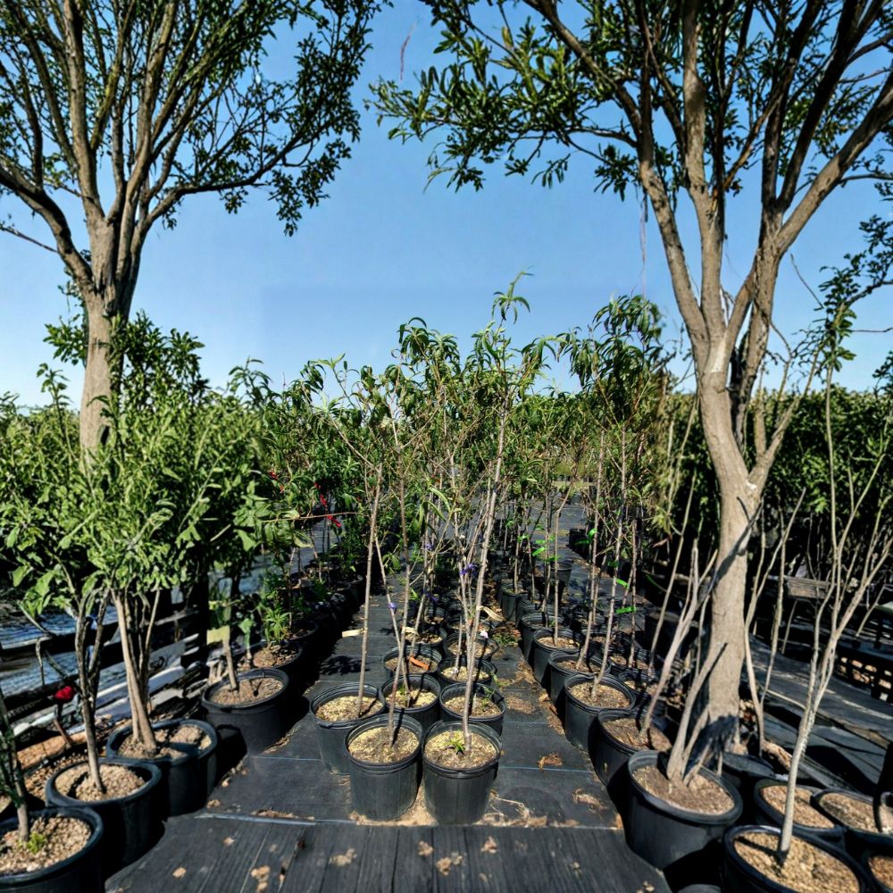 Scarlet Prince Peach Tree – Live Fruit Tree | 4–6 Feet Tall | Sweet Juicy Freestone Peaches | Self-Pollinating Orchard Tree | Easy to Grow