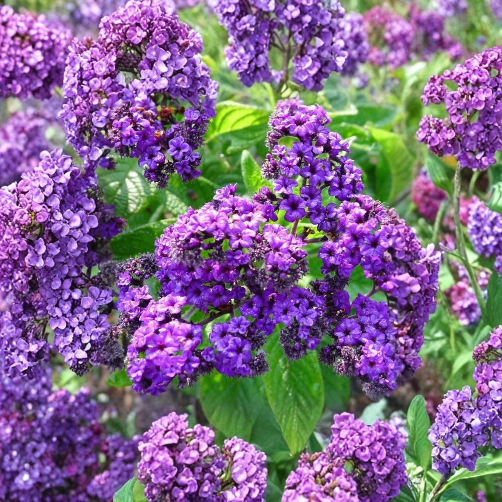 2 Live Heliotrope 'Fragrant Delight' Plants – 4–6 Inch Rooted Starters | Purple Fragrant Flowers | No Pot | Butterfly Friendly