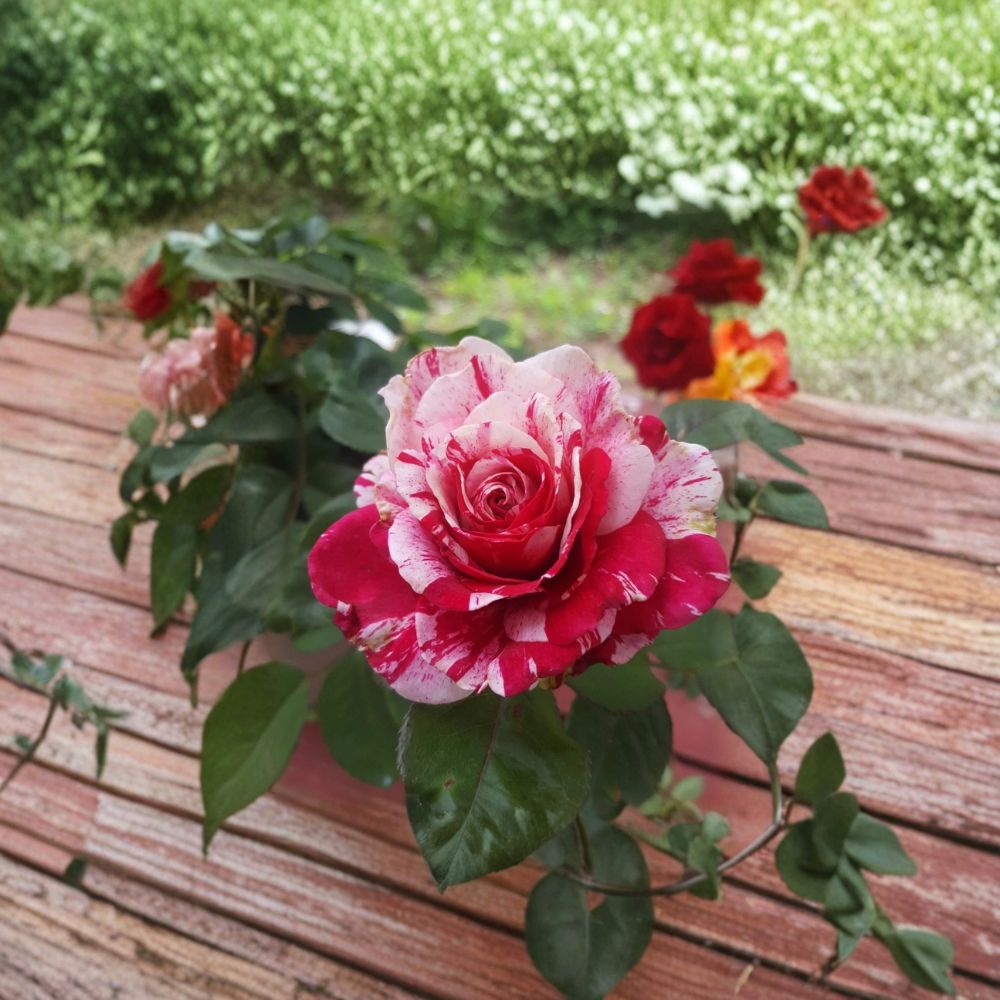 Scentimental Floribunda Rose – Rosa Hybrid Live Plant | 3 Gallon Rose Bush | Large Double Blooms | Red & White Striped Rose | Fragrant Garden Favorite