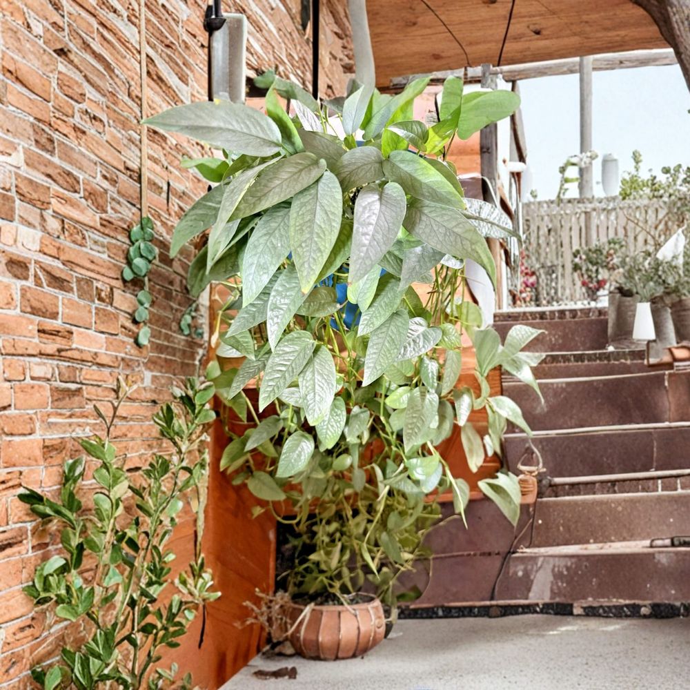 Cebu Blue Pothos – Epipremnum pinnatum 'Cebu Blue' | 5 One-Node Cuttings | Ships in Moss | Easy to Root Houseplant