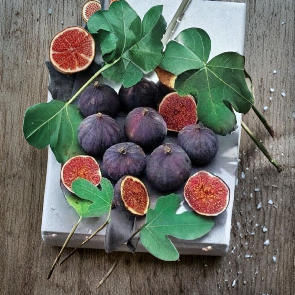 Olympian Fig Tree – Ficus carica Live Starter Plant | Well-Rooted in Nursery Pot | Cold Hardy Fruit Tree | Patio & Backyard Friendly | Easy to Grow