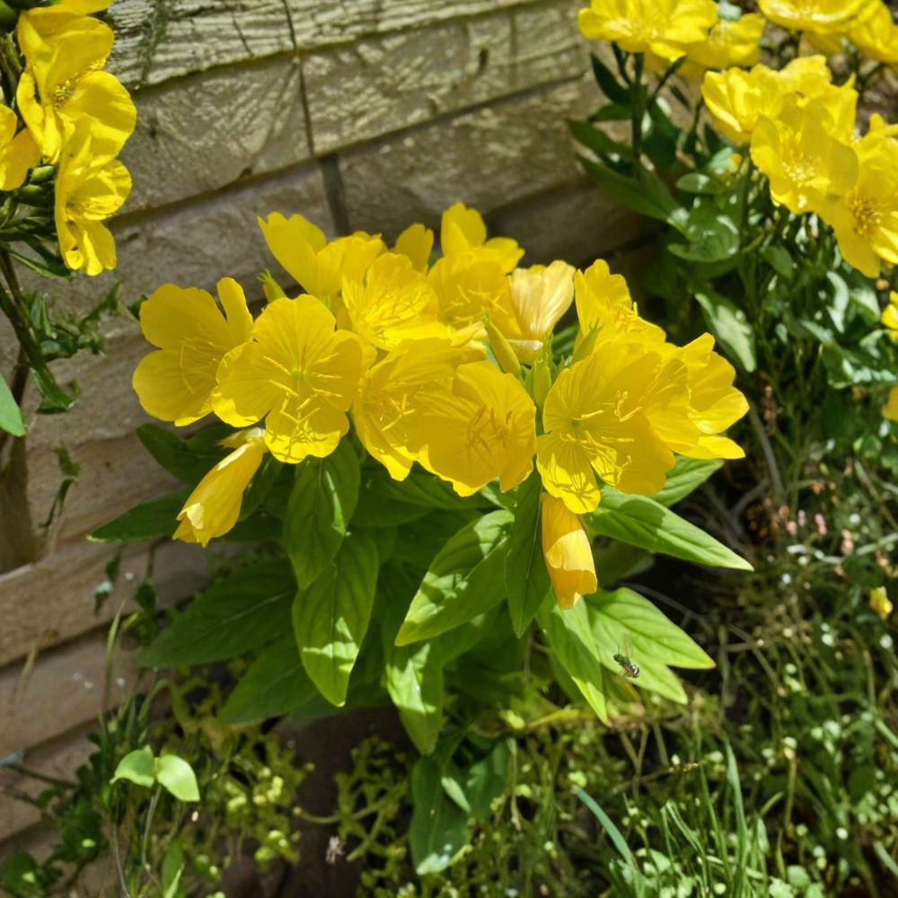Evening Primrose Sun Drop – 8 Bare Root Live Plants | Yellow Perennial Flowers | Low-Maintenance Garden Favorite