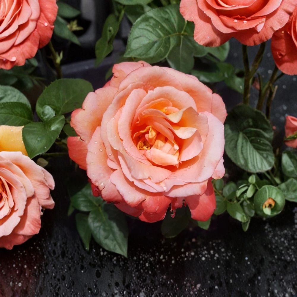 Voodoo Hybrid Tea Rose – Rosa Live Plant | 3 Gallon Bush | Orange Yellow Blooms | Fragrant Rose Shrub | Colorful Garden Favorite
