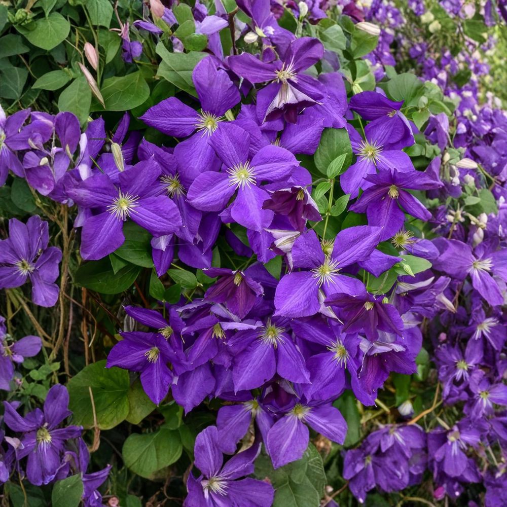 Clematis Jackmanii Superba Live Starter Plant | Bare Root Live Roots | Deep Purple Flowering Vine | Fast Growing Climber | Easy to Grow