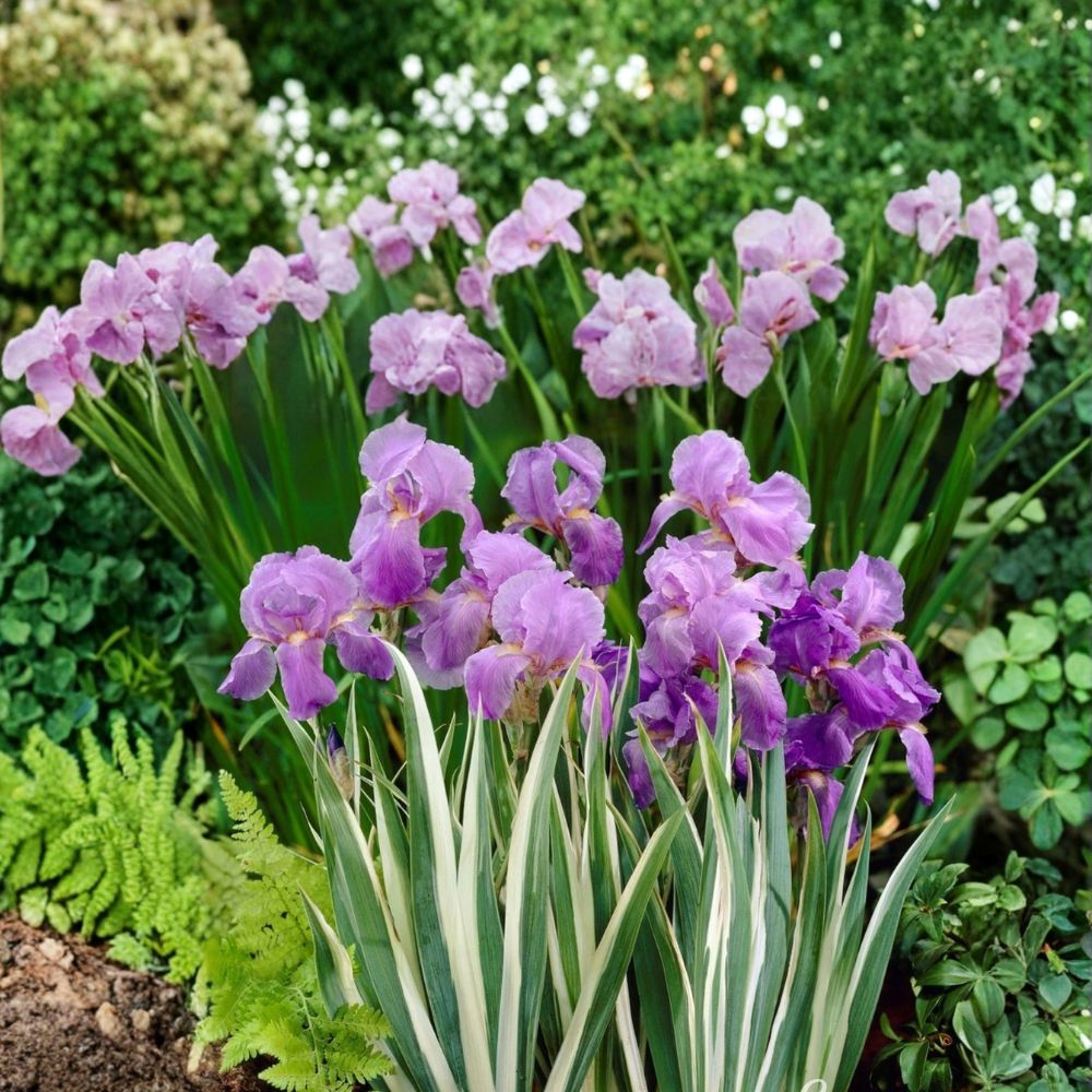 Iris Pallida Variegata – Iris pallida 'Argentea Variegata' Live Rooted Plant | Quart Nursery Pot | Fragrant Purple Blooms | Easy to Grow
