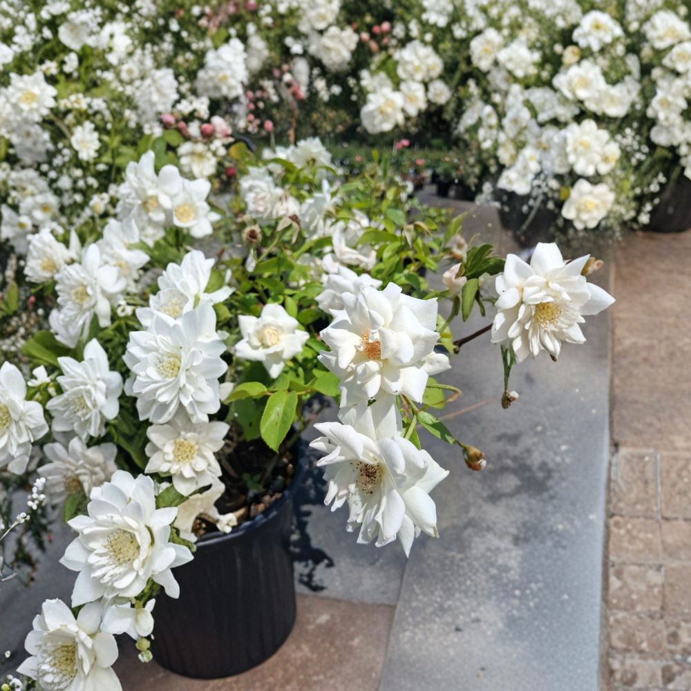 Iceberg Floribunda Rose – Rosa Hybrid Live Plant | 2 Gallon Rose Bush | Pure White Blooms | Repeat Flowering Shrub Rose | Two-Year-Old Field Grown Plant