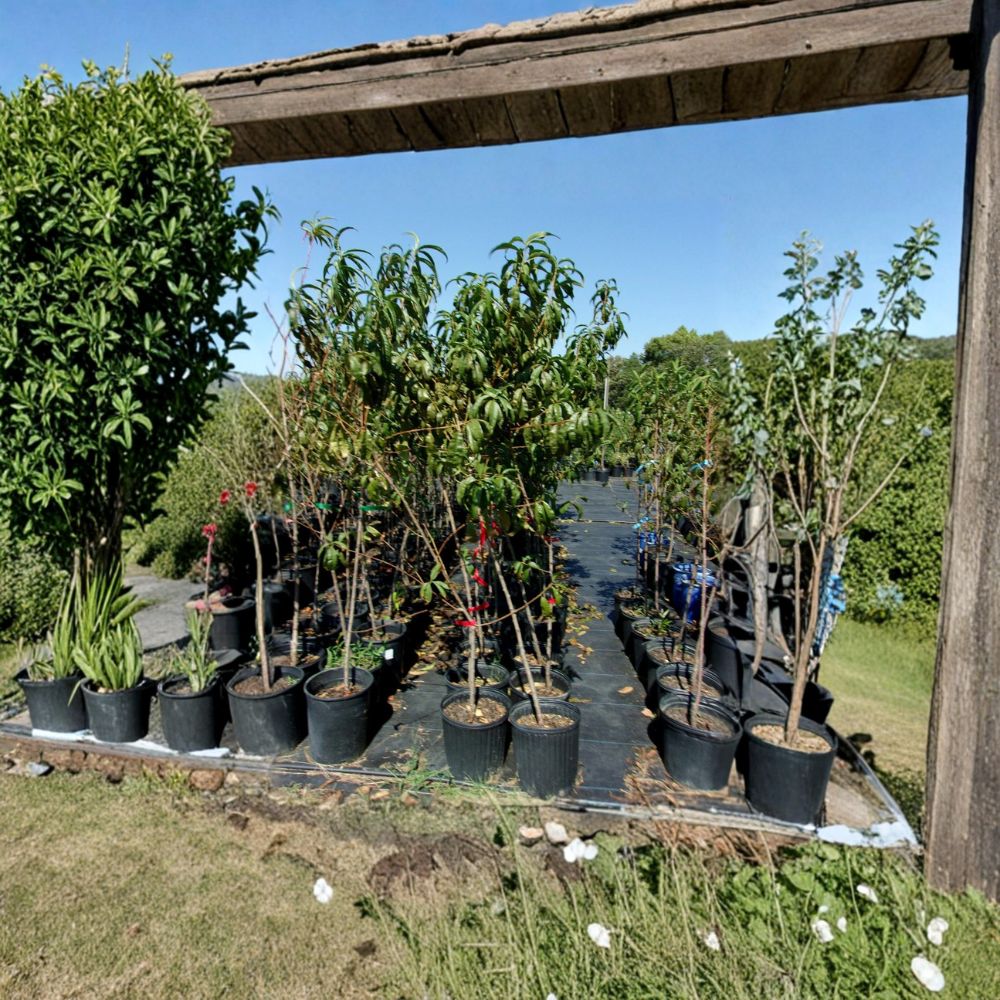 Ruby Prince Peach Tree – Prunus persica Live Fruit Tree | 4–6 Feet Tall | Sweet Juicy Freestone Peaches | Mid-Season Harvest | Easy to Grow