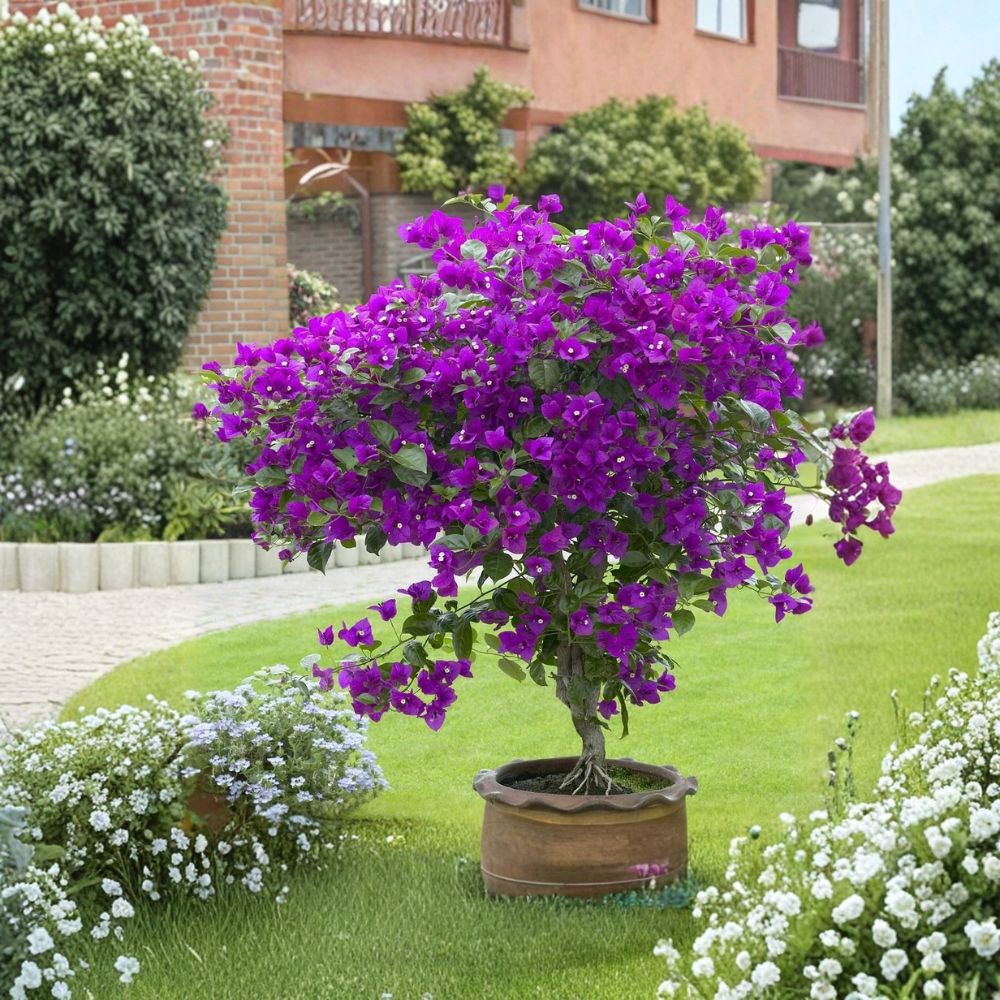 Violet Bougainvillea Live Starter Plant – Well Rooted Tropical Vine | Ships in Nursery Pot | Flowering Ornamental | Patio & Garden Friendly | Easy to Grow