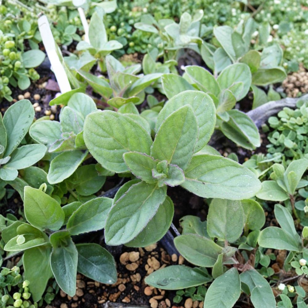 Hillary's Sweet Lemon Mint Cuttings – Mentha suaveolens x piperita f. citrata Live Unrooted Cuttings | 3 Organic Apple Lime Mint Cuttings | Culinary Herb for Rooting
