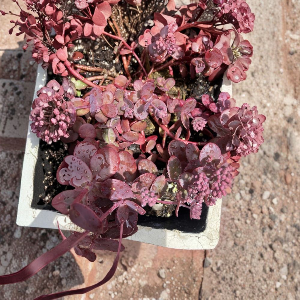 Burgundy-Red Sedum 'Firecracker' – 4 Rooted Succulent Plants | Bare Root | Approximately 5 Inches Each | Colorful Ground Cover | Easy to Grow