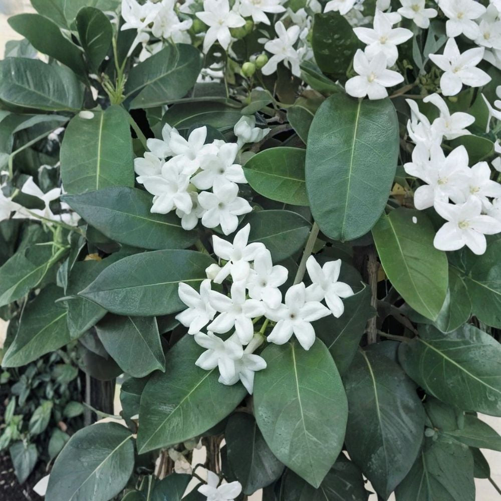Madagascar Jasmine Live Starter Plant – Stephanotis floribunda | Fragrant Flowering Vine | Well Rooted Plant in Pot | Tropical Houseplant