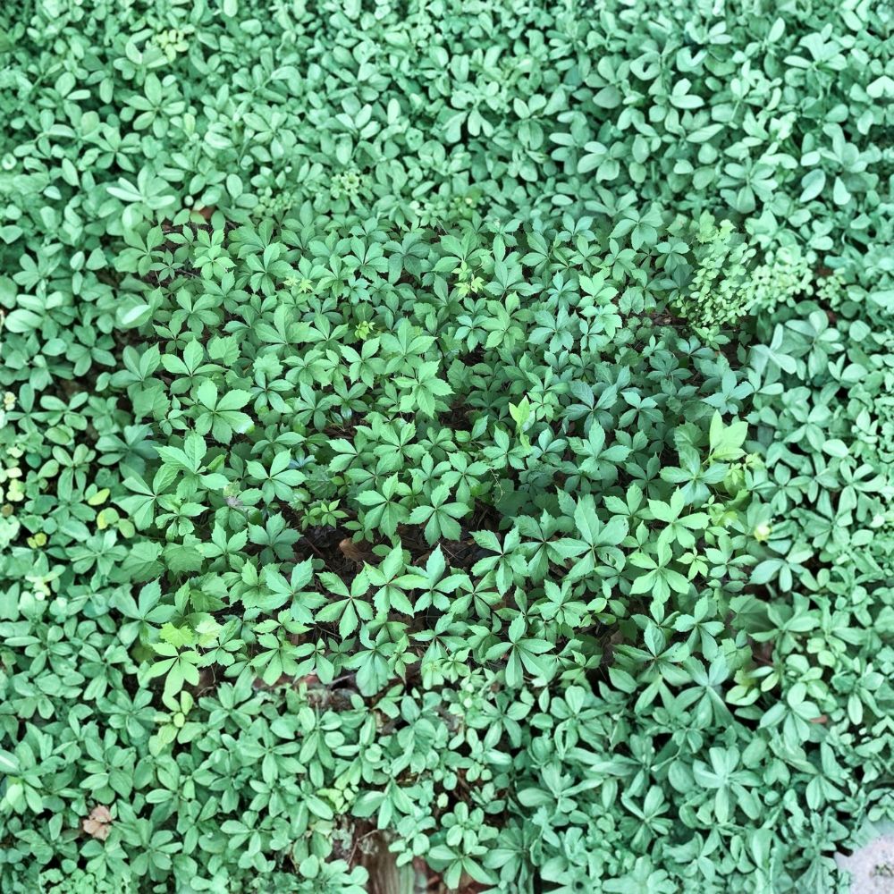 Virginia Creeper Vine – 7 Live Bare Root Starter Plants | Parthenocissus | Hardy Climbing Perennial | 8–10 Inch Vines