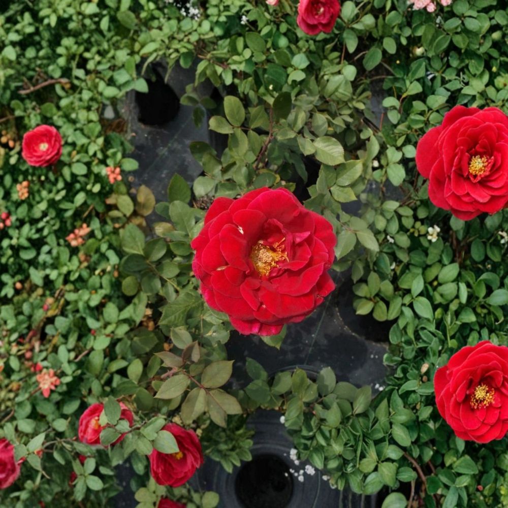 Mr. Lincoln Hybrid Tea Rose – Rosa Hybrid Live Bush Plant | 3 Gallon Size | Deep Red Flowering Rose | Fragrant Landscape Rose | Garden Ready
