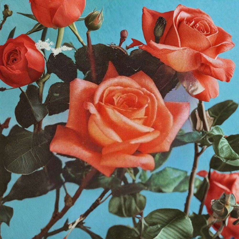 Shreveport Hybrid Tea Rose – Rosa Live Plant | 2 Gallon Bush | Orange Blooms | Elegant Hybrid Tea Rose | Landscape Garden Favorite