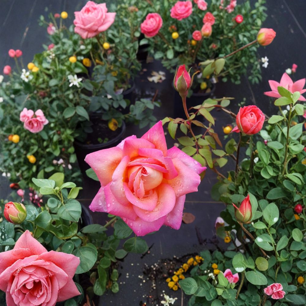 Broadway Hybrid Tea Rose – Rosa Hybrid Live Plant | 3 Gallon Rose Bush | Golden Yellow & Pink Blooms | Elegant Garden Rose | One-Year-Old Field Grown Plant