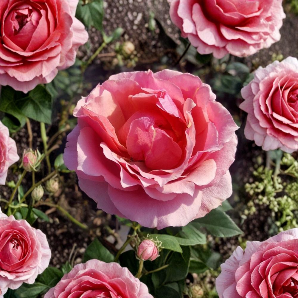 Princesse de Monaco Grandiflora Rose – Rosa Hybrid Live Bush Plant | 5 Gallon Size | Pink Flowering Rose Shrub | Elegant Grandiflora Rose | Landscape & Garden Favorite