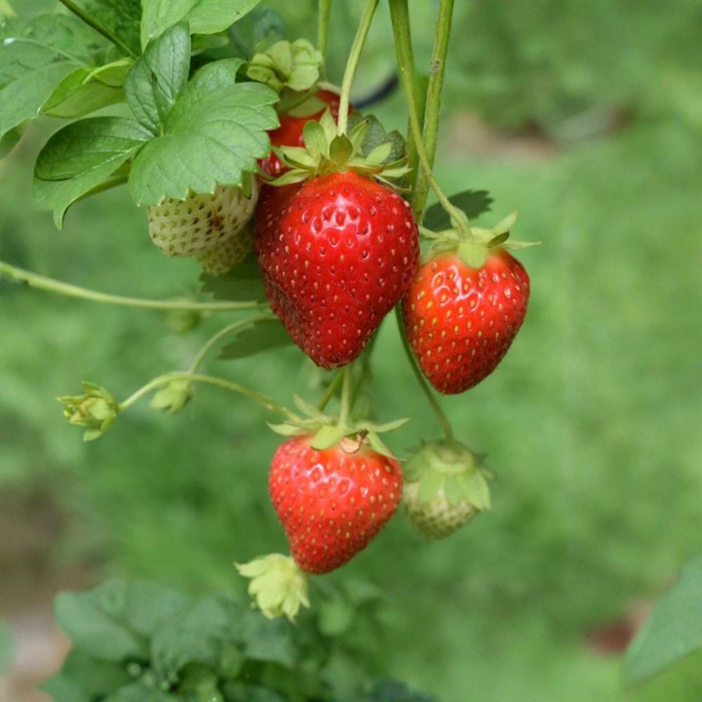 Sparkle June-Bearing Strawberry – 25 Live Bare Root Plants | Sweet Red Berries | Cold Hardy | Home Garden Favorite