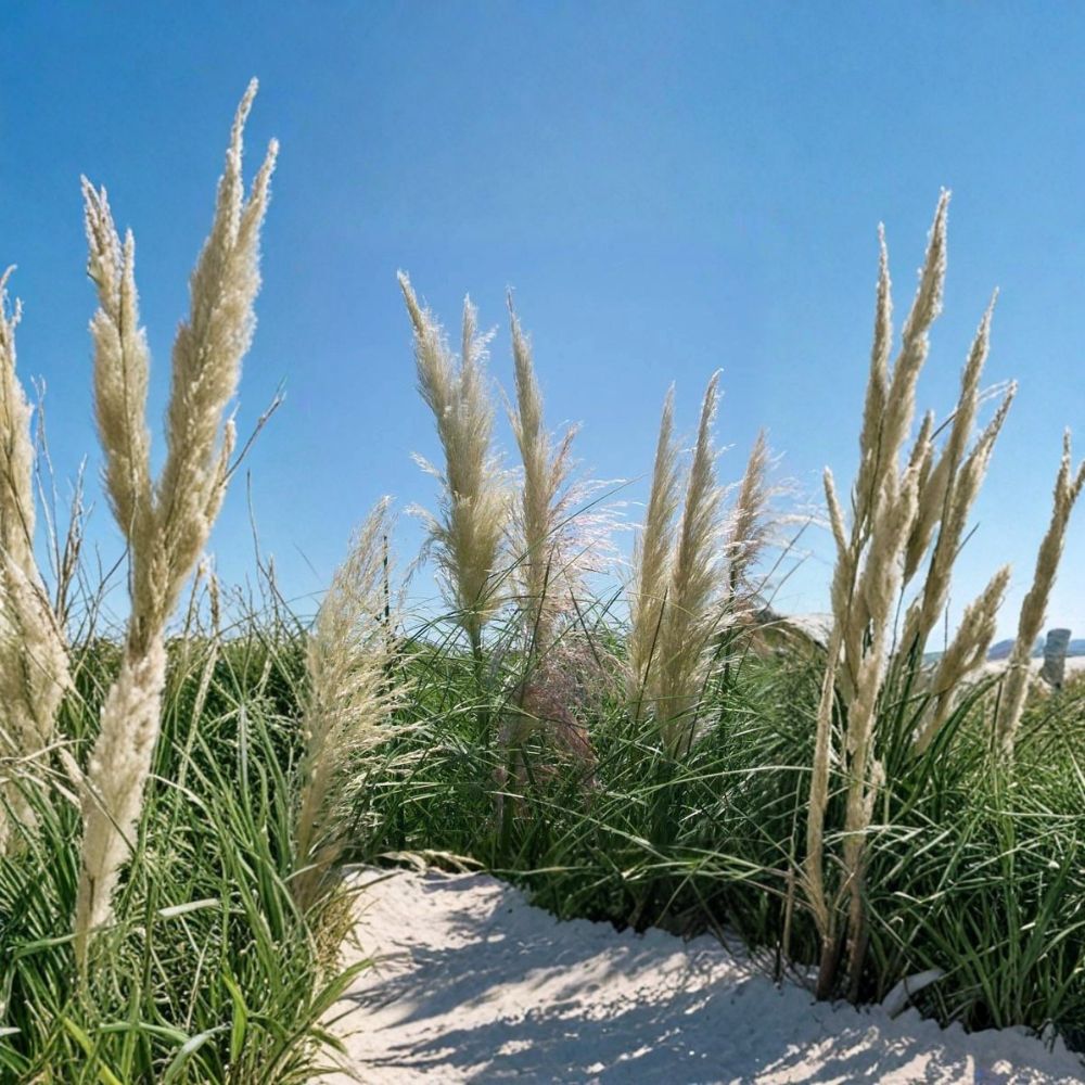 White Pampas Grass – Cortaderia selloana Live Plant | 1 Gallon Size | Large Ornamental Grass | Includes Root-Wrapped Plant | Landscape Accent | Easy to Grow