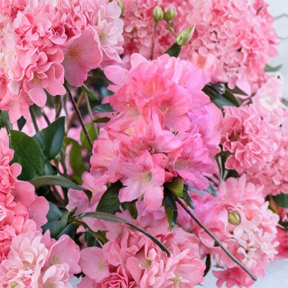 Hampton Beauty Azalea – Rhododendron 'Hampton Beauty' Live Plant | 1 Quart Size | Ships in Fabric Grow Bag | Evergreen Flowering Shrub | Bonsai Friendly