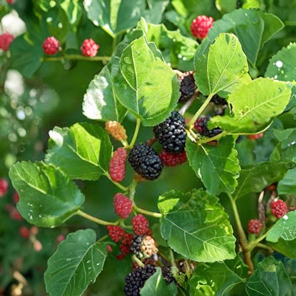 Red Mulberry – 5 Live Bare Root Trees | 12–24 Inches Tall | Morus rubra | Native Fruit Tree