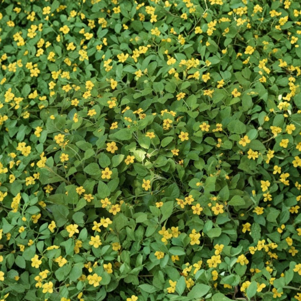 Green and Gold Native Groundcover – Bare Root Live Plant | Chrysogonum virginianum | Shade Loving Perennial