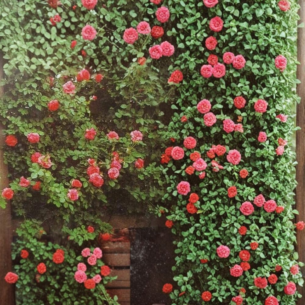 Climbing America Rose – Rosa Hybrid Live Plant | 2 Gallon Size | Salmon Pink Climbing Rose | Includes Root-Wrapped Plant | Trellis & Arbor Friendly | Easy to Grow