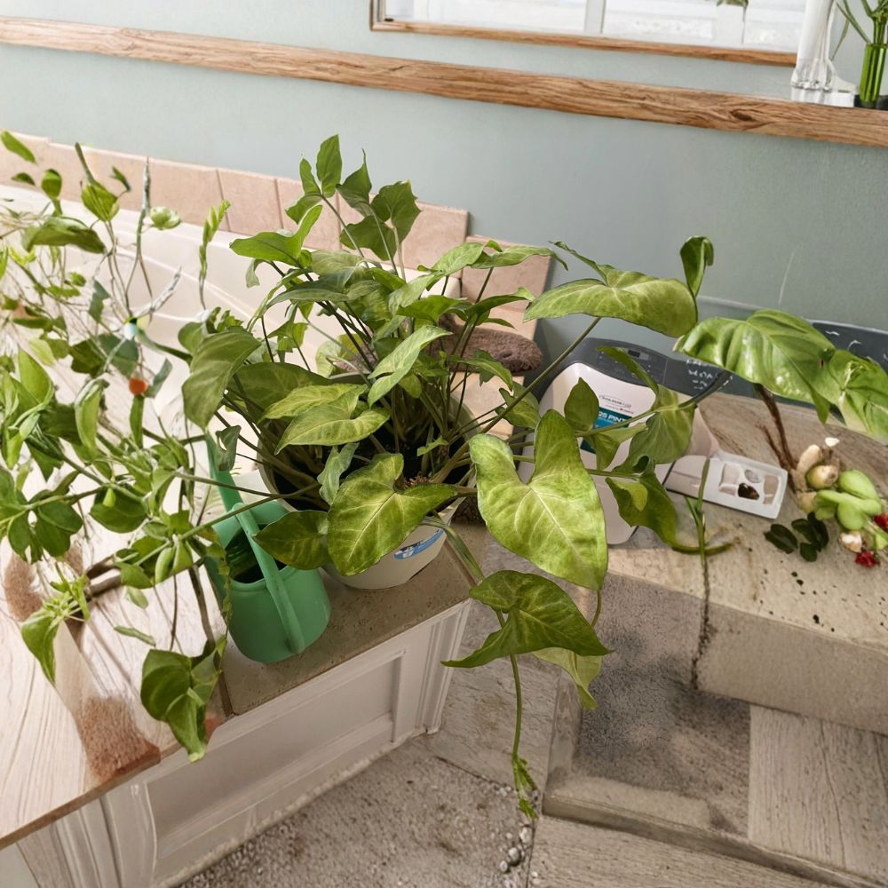 Arrowhead Plant – Syngonium podophyllum Bare Root Live Plant | Ready to Plant | Free Shipping | Easy-Care Houseplant | Goosefoot Vine