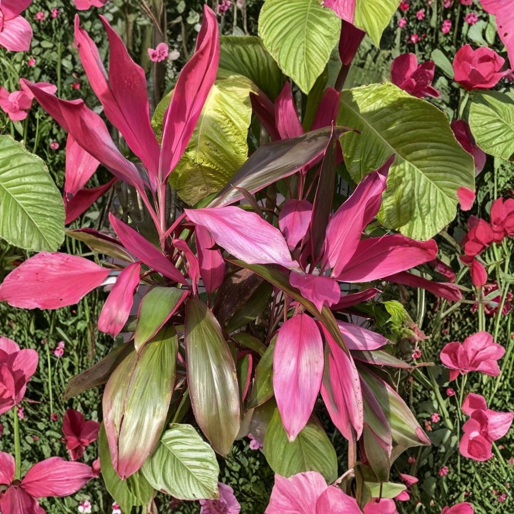 Hawaiian Ti Plant – 8 Live Cuttings | 5–7 Inches Long | No Roots or Soil | Tropical Ornamental | Easy to Propagate