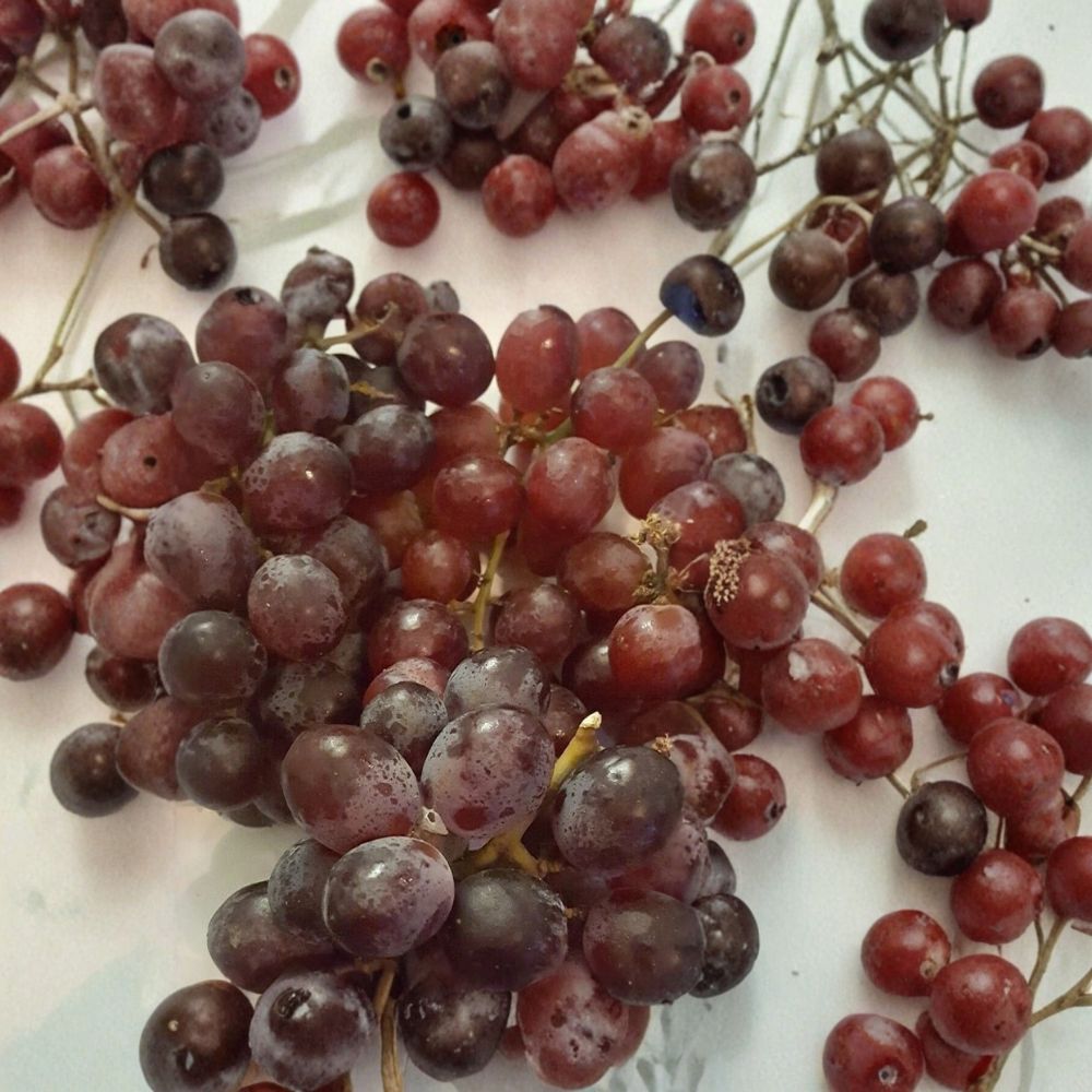 Vanessa Red Seedless Grape Vine – Vitis vinifera Live Plant | 3 Gallon Size | Self-Fertile Fruit Vine | Sweet Seedless Red Grapes | Easy to Grow