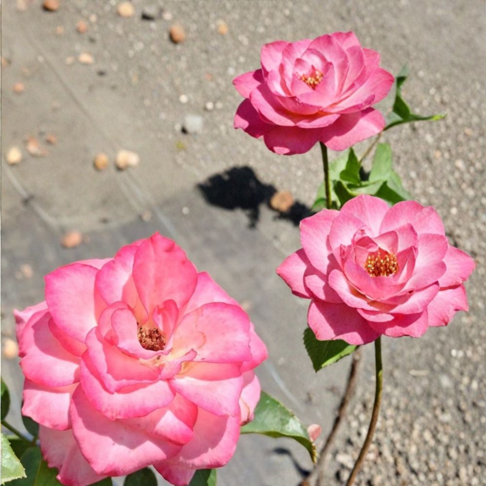 Nicole Everblooming Floribunda Rose – Rosa Hybrid Live Bush Plant | 2 Gallon Size | White & Pink Flowering Rose Shrub | Repeat Blooming Garden Rose | Easy to Grow