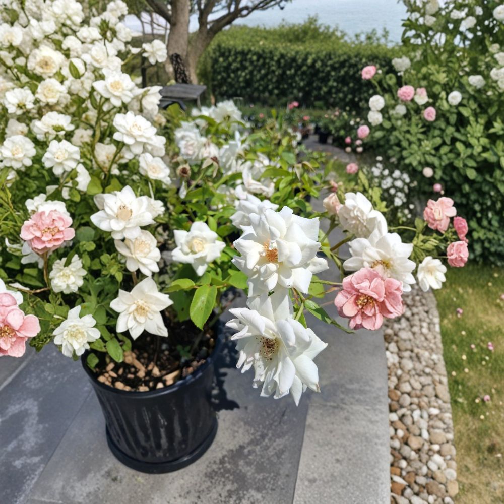 Iceberg Floribunda Rose – Rosa Hybrid Live Plant | 2 Gallon Size | Pure White Floribunda Rose | Includes Root-Wrapped Plant | Repeat Bloomer | Easy to Grow
