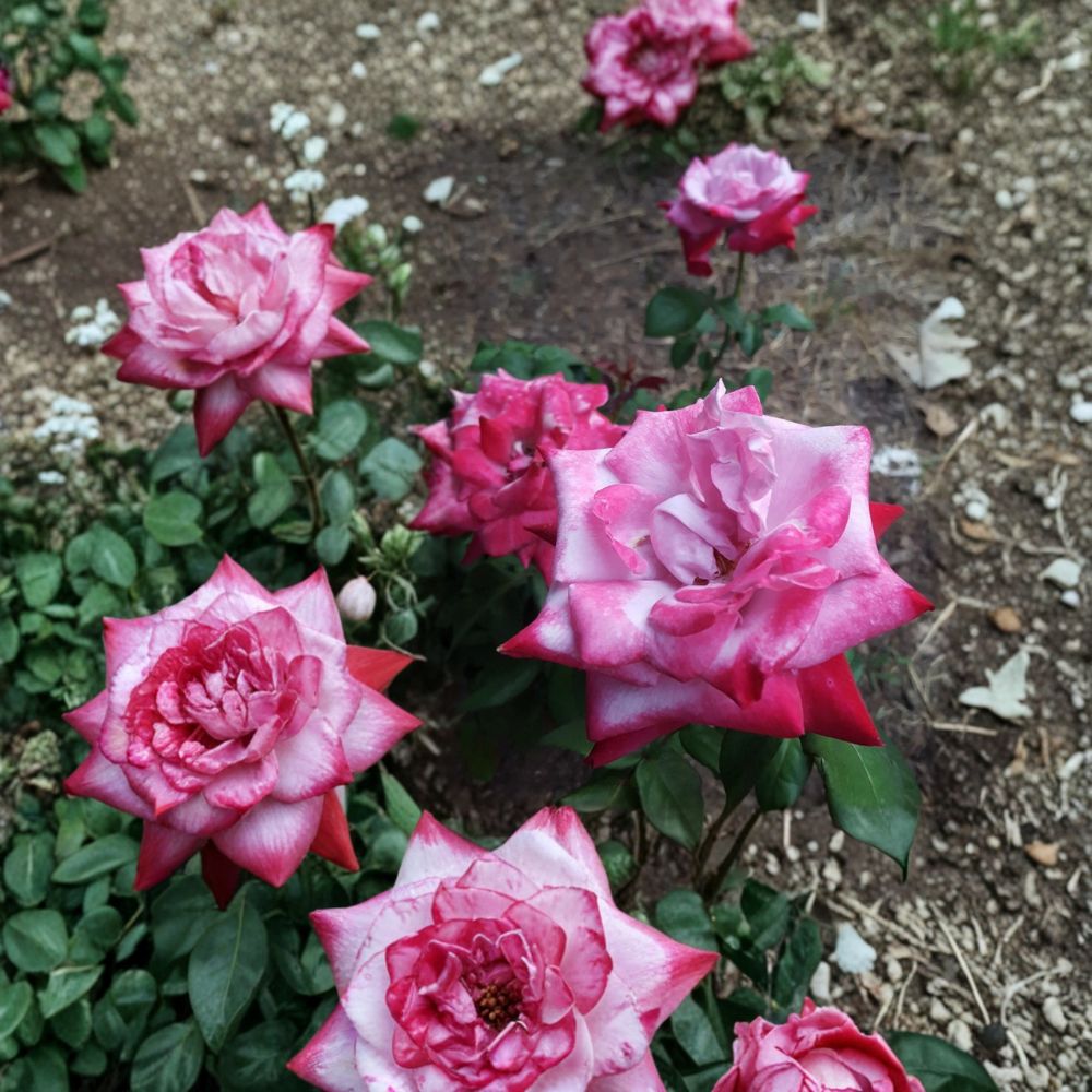Paradise Hybrid Tea Rose – Rosa Hybrid Live Plant | 1 Gallon Size | Lavender Pink Magenta Fragrant Rose | Includes Root-Wrapped Plant | Elegant Cut Flower Rose | Easy to Grow