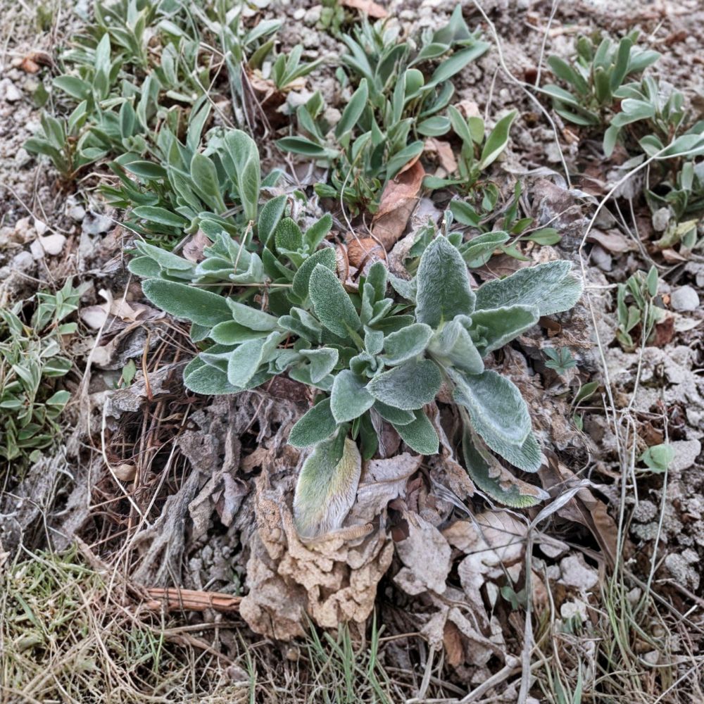 Lamb's Ear – 3 Live Bare Root Starter Plants | Stachys byzantina | Soft Silver Foliage | Perennial Ground Cover | Easy to Grow