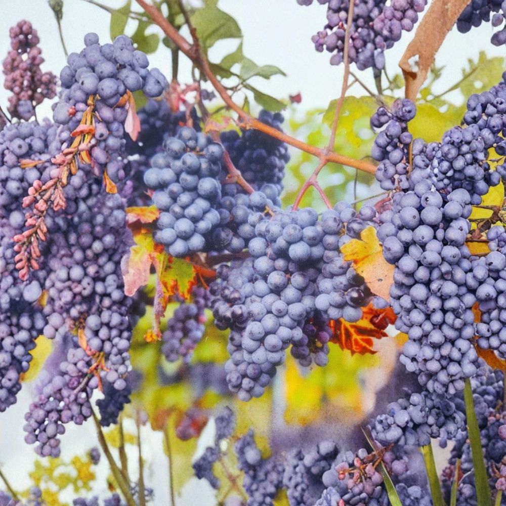 Venus Blue Grape Vine – Vitis Hybrid Live Plant | 3 Gallon Size | Sweet Blue Grapes | Fast Growing Fruit Vine | Easy to Grow