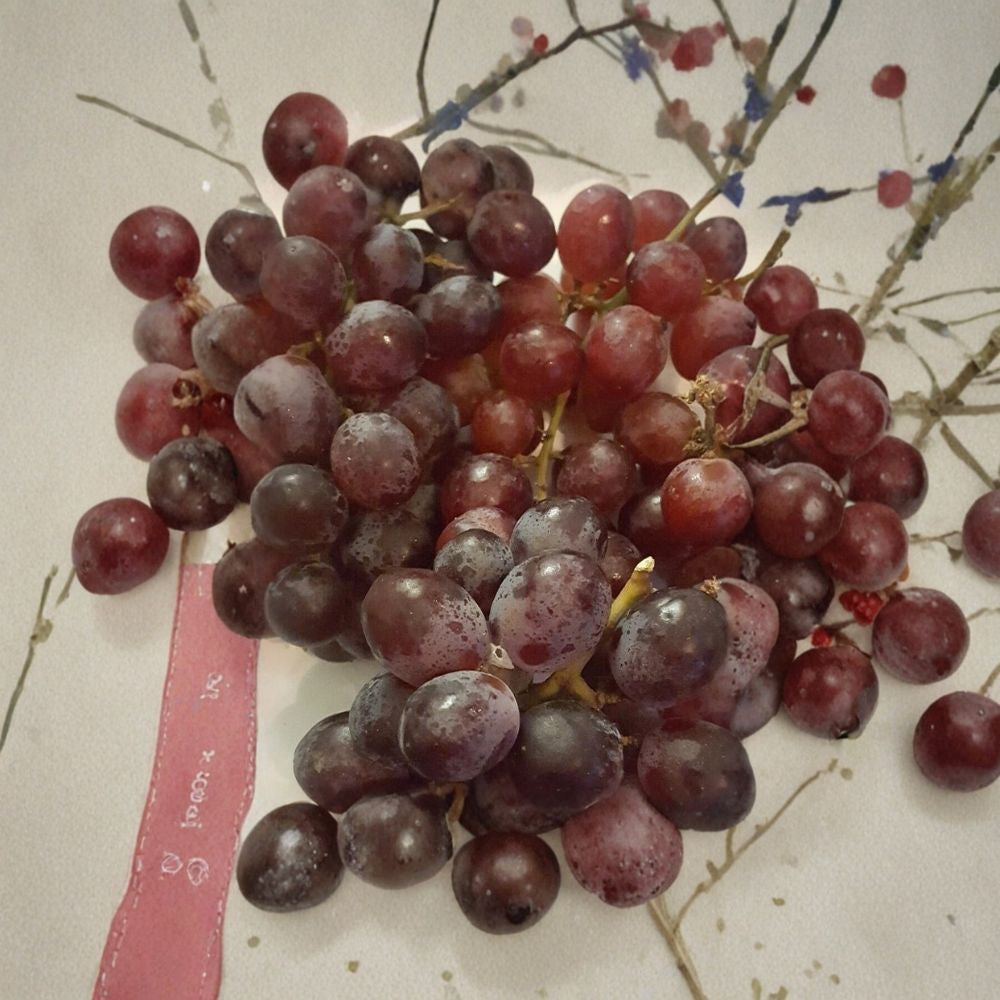 Red Globe Grape Vine – Vitis vinifera Live Plant | 1 Gallon Size | Self-Fertile Fruit Vine | Includes Root-Wrapped Plant | Home Garden Friendly | Easy to Grow