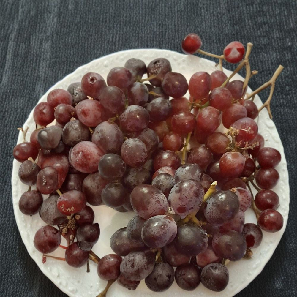 Vanessa Red Seedless Grape Vine – Vitis vinifera Live Plant | 2 Gallon Size | Self-Fertile Fruit Vine | Sweet Seedless Red Grapes | Easy to Grow Garden Plant