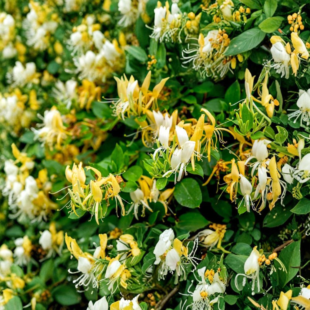 Japanese Honeysuckle – 5 Live Rooted Plants | Lonicera japonica | Fragrant Climbing Vine | Potted Seedlings | Easy to Grow