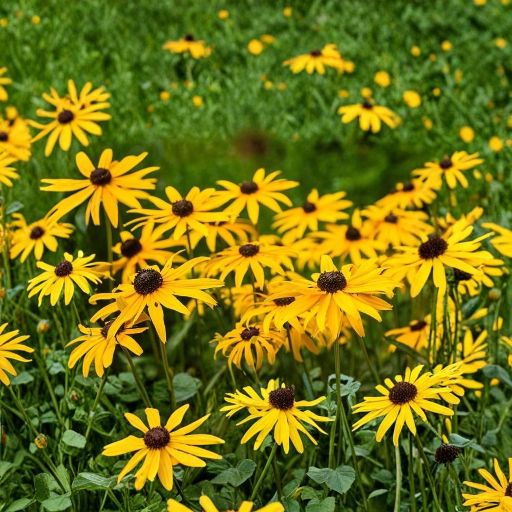 Black-Eyed Susan 'Goldsturm' – 1 Large Live Bare Root Plant | Rudbeckia fulgida | Hardy Perennial | Well-Rooted 3+ Year Plant