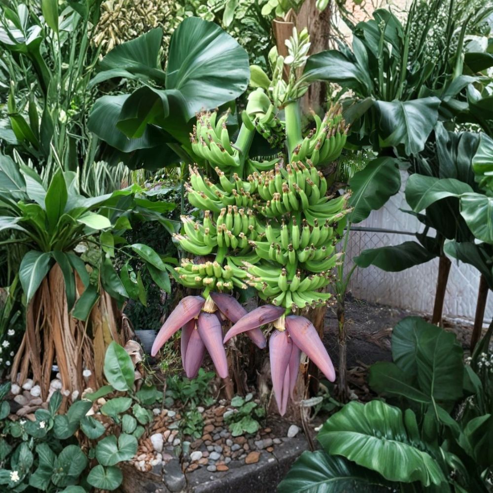 2 Double Mahoi Banana Live Plants – Musa acuminata 'Dwarf Mahoi' | 4–6 Inch Rooted Starters | Edible Tropical Banana | No Pot