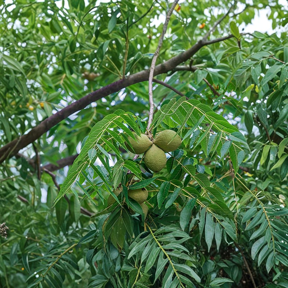 Black Walnut Tree – Juglans nigra Bare Root Starter | 12–24 Inches Tall | Hardy Native Nut Tree | Easy to Grow
