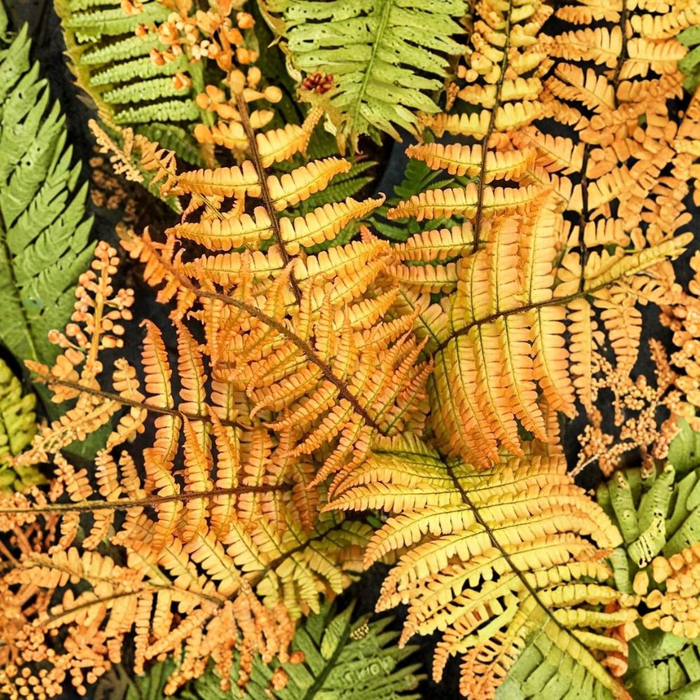Jurassic Gold Fern – Dryopteris 'Jurassic Gold' Live Starter Plant | Hardy Shade Perennial | Well-Rooted Fern
