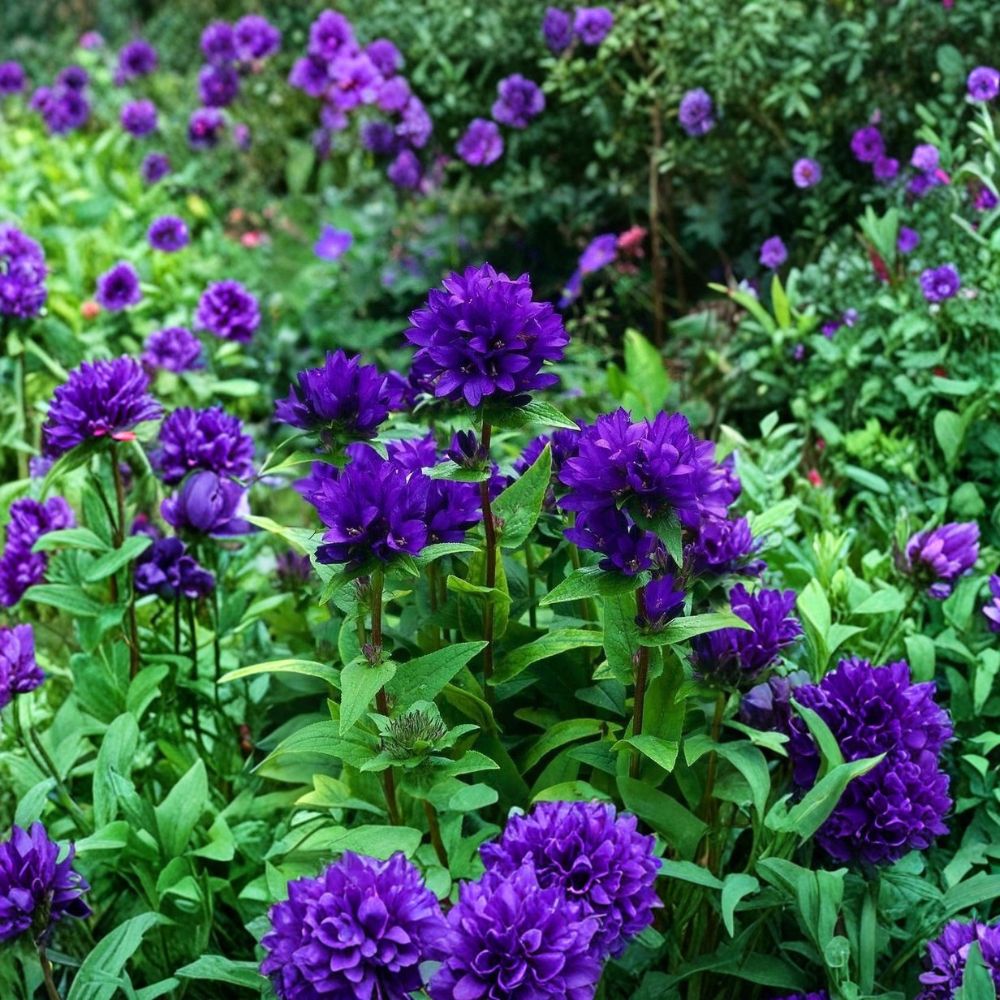 Purple Bellflower – Campanula glomerata 'Superba' Live Bare Root Plants | Set of 5 | Hardy Perennial | Purple Spring & Summer Blooms