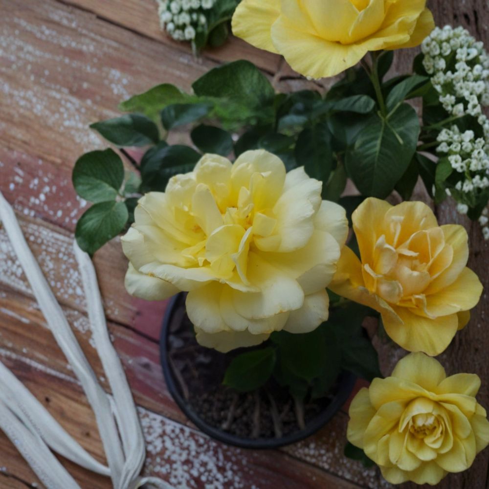 Sunsprite Floribunda Rose – Rosa Hybrid Live Plant | 1 Gallon Rose Bush | Deep Yellow Blooms | Fragrant Flowering Shrub | Two-Year-Old Field Grown Plant