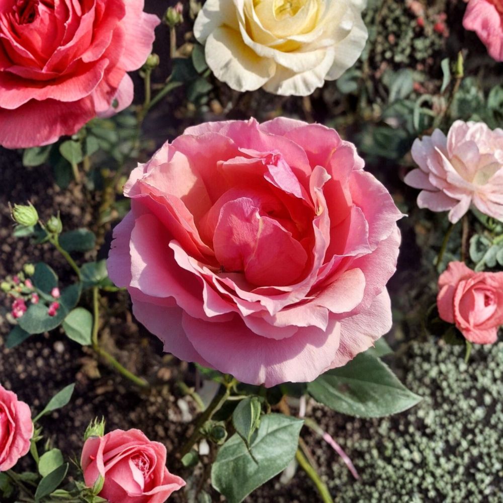 Princesse de Monaco Grandiflora Rose – Rosa Hybrid Live Bush Plant | 3 Gallon Size | Pink Flowering Rose Shrub | Elegant Grandiflora Rose | Landscape & Garden Favorite