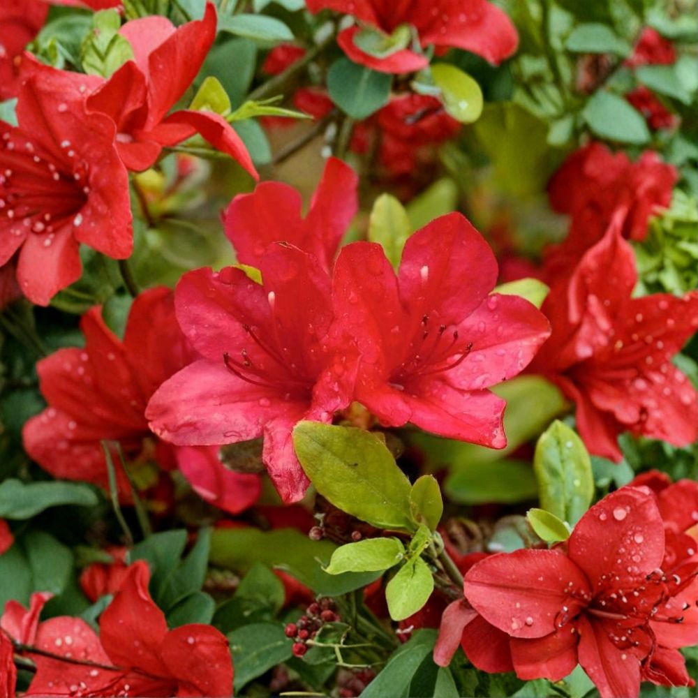 Red Formosa Azalea – Rhododendron indicum Live Plant | 1 Quart Size | Ships in Fabric Grow Bag | Evergreen Flowering Shrub | Shade Garden Favorite