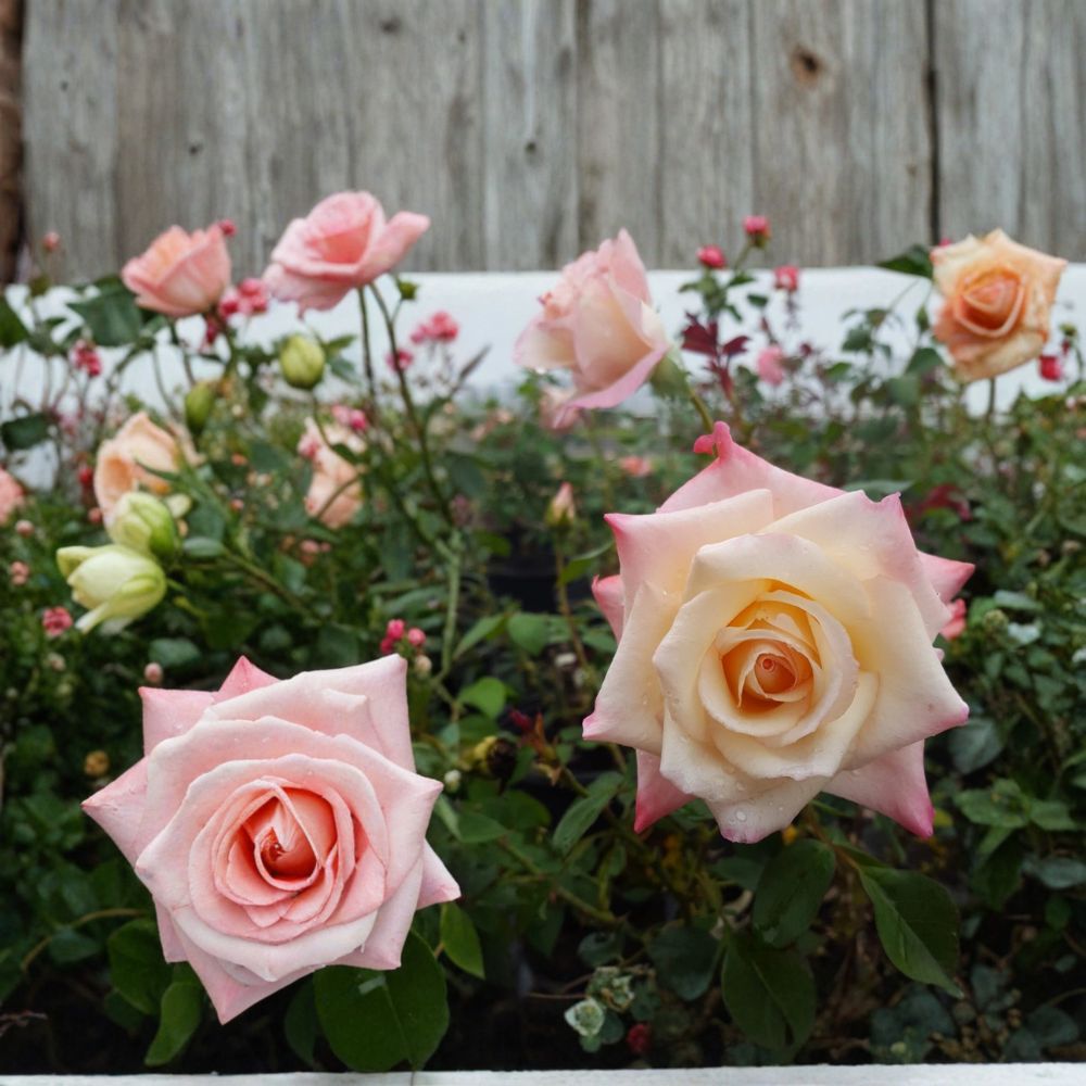 Peace Rose – Rosa Hybrid Tea Live Plant | 5 Gallon Rose Bush | Yellow Blend Blooms | Classic Garden Rose | Two-Year-Old Field Grown Plant