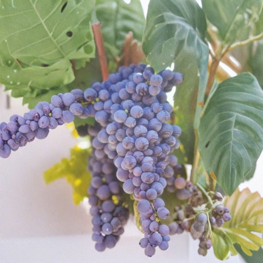Fredonia Grape Vine – Vitis labrusca Live Plant | 3 Gallon Size | Hardy Fruit Vine | Early Ripening Grapes | Easy to Grow